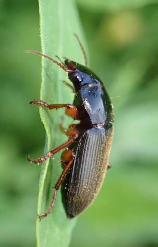 Pseudoophonus rufipes